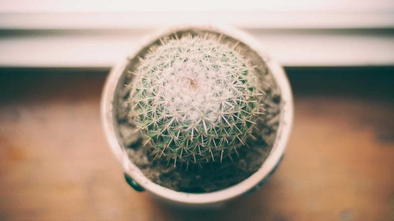 US Immigration authority's Green Card update: EB-1 visa category may become unavailable